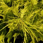 Cypruštek Lawsonov (Chamaecyparis lawsoniana)  ´STEWARTII´ - výška 60-90 cm, kont. C3L